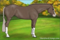 Horse Color:Silver Black Splash