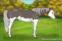 Horse Color:Silver Black Splash