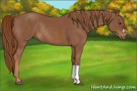 Horse Color:Chestnut Rabicano 