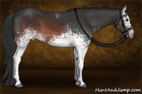 Horse Color:White Spotted Brown 