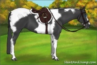 Horse Color:Black Tobiano Frame