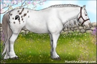 Horse Color:Liver Chestnut Sabino Appaloosa 