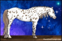 Horse Color:Liver Red Dun Appaloosa