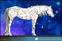 Horse Color:Liver Red Dun Appaloosa 
