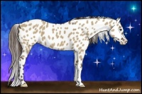 Horse Color:Liver Red Dun Appaloosa