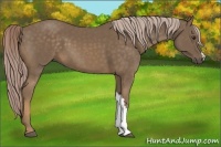 Horse Color:Chocolate Palomino 