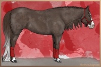 Horse Color:Liver Red Roan Splash