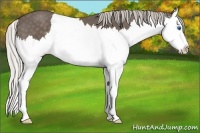 Horse Color:Silver Black Splash