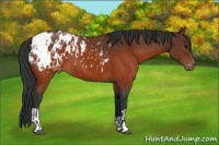 Horse Color:Brown Appaloosa  and Brown Appaloosa 