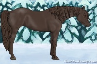 Horse Color:Liver Chestnut 