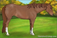 Horse Color:Red Roan 