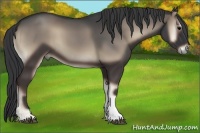 Horse Color:Blue Onyx 
