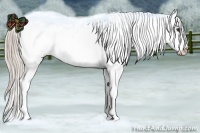 Horse Color:Chocolate Palomino Appaloosa