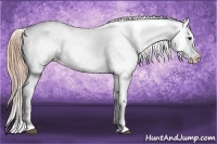 Horse Color:Chestnut Appaloosa 