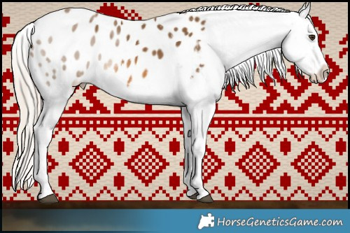 Horse Color:Chocolate Palomino Appaloosa 