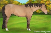Horse Color:Amber Champagne