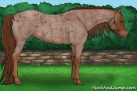 Horse Color:Red Roan 