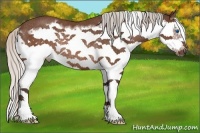 Horse Color:Silver Brown Splash Frame Rabicano 