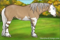 Horse Color:Silver Bay Dun Sabino Splash 