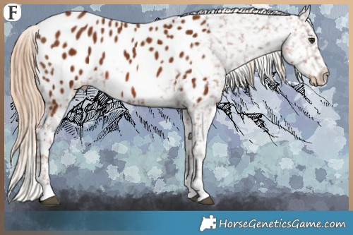 Horse Color:Chestnut Appaloosa 