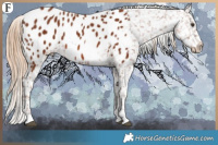 Horse Color:Chestnut Appaloosa