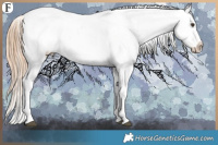 Horse Color:Chestnut Appaloosa 