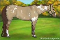 Horse Color:White Spotted Liver Red Dun Sabino 