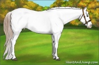 Horse Color:Chestnut Appaloosa