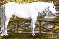 Horse Color:Liver Red Dun Splash Appaloosa 