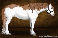 Horse Color:Chestnut Splash 