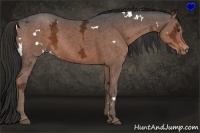 Horse Color:White Spotted Liver Chestnut Ice 