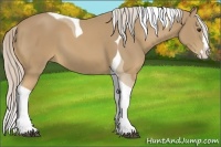 Horse Color:Palomino Splash Tobiano 
