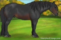 Horse Color:Brown Sabino Rabicano