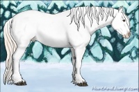 Horse Color:Palomino Tobiano Appaloosa