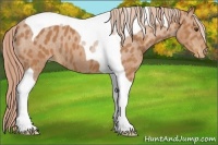 Horse Color:Chestnut Tobiano Appaloosa 