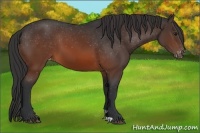 Horse Color:Brown Appaloosa 