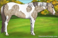 Horse Color:Brown Dun Sabino Tobiano Appaloosa Rabicano 