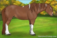Horse Color:Chestnut Sabino Tobiano