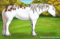Horse Color:Chestnut Splash Appaloosa 