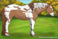 Horse Color:Chestnut Splash Tobiano 