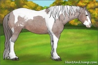 Horse Color:Bay Splash Tobiano Appaloosa
