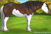 Horse Color:Bay Sabino Splash 
