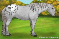 Horse Color:Smoky Black Appaloosa 