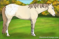 Horse Color:Amber Cream Champagne Dun Splash Varnish