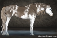 Horse Color:White Spotted Liver Chestnut Sabino Splash