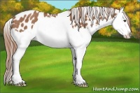 Horse Color:Chestnut Splash Varnish Rabicano 