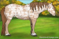 Horse Color:Bay Ice Pearl 
