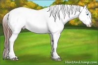 Horse Color:Bay Ice Sabino Splash Appaloosa 