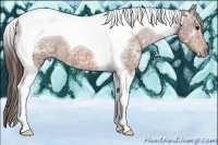 Horse Color:Bay Ice Tobiano Appaloosa