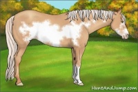 Horse Color:Silver Amber Champagne Frame 